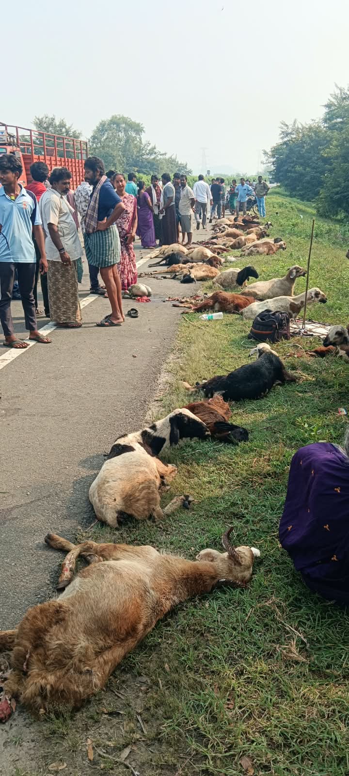 లారీ ఢీకొని 32 గొర్రెలు మృతి image 1