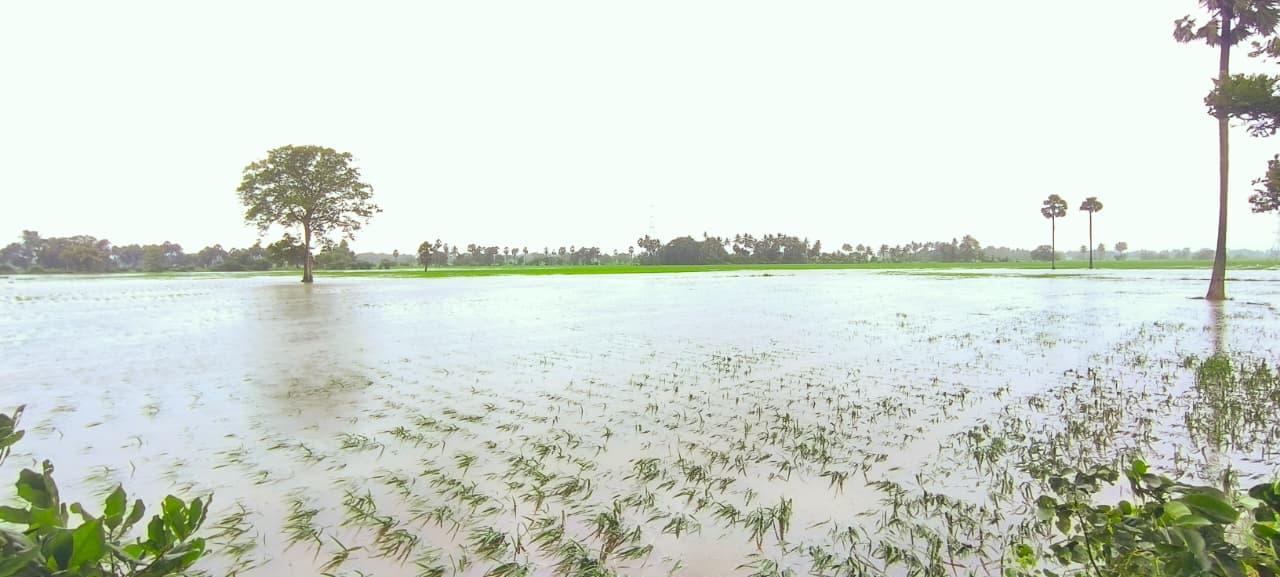 కాకినాడ జిల్లాలోని జమునపల్లిలో నీట ములిగిన పంట పొలాలు2.jpeg