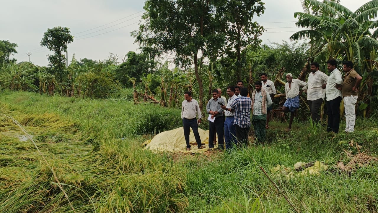Loss of paddy crop across 750 acres