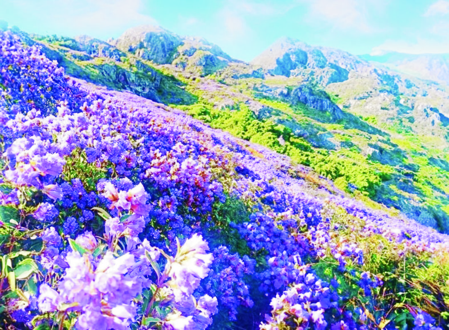 Neelakurinji-flowers-2026-07-0679c5374b901bab17b8699e7929fd66-e1783736054381.jpg
