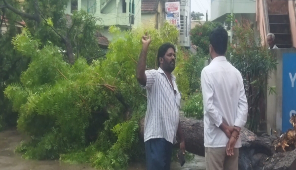 Massive neem tree uprooted in Alamuru.