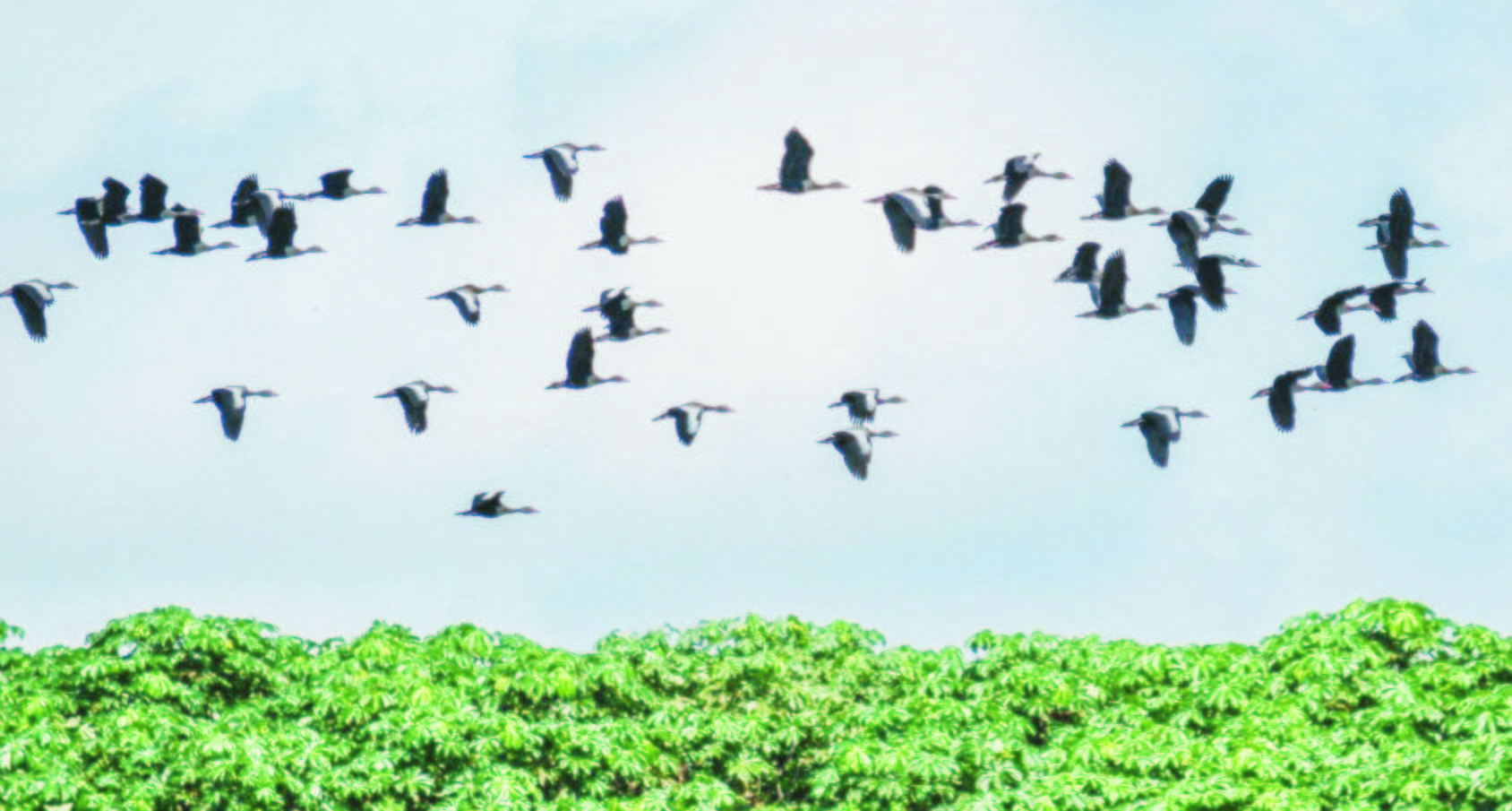 birds