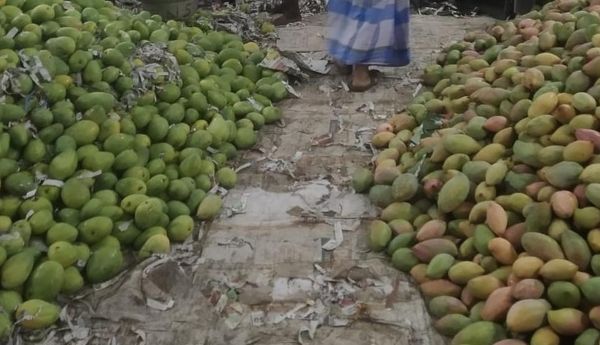 Totapuri mango farmers