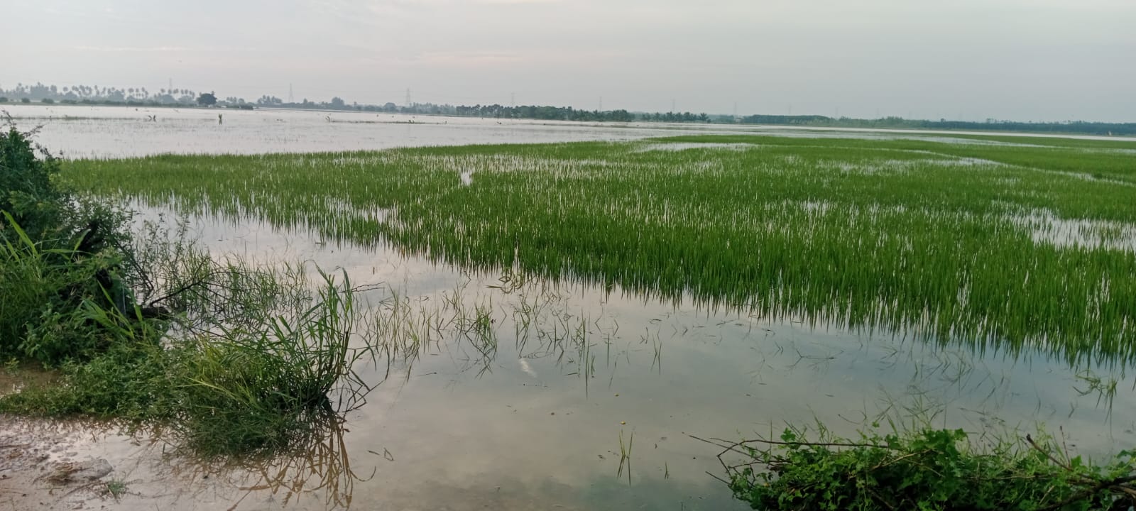 Loss of paddy crop across 750 acres