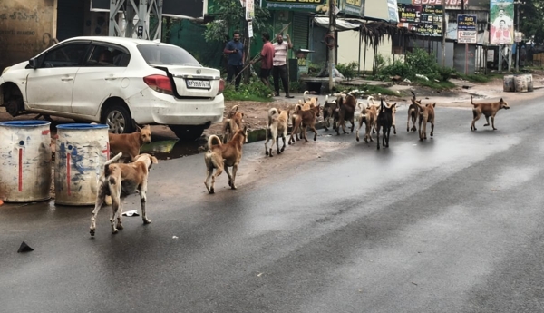 Dogs roaming the streets in packs.