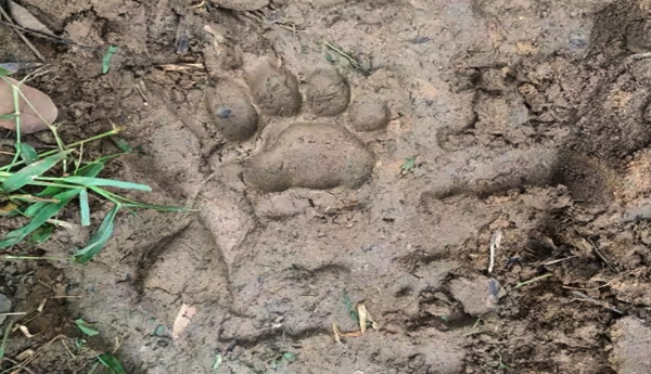 Tiger spotted again in East Godavari
