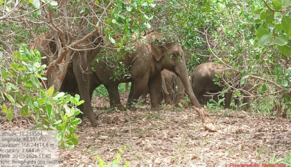 Elephants roam near Nagullu Metta