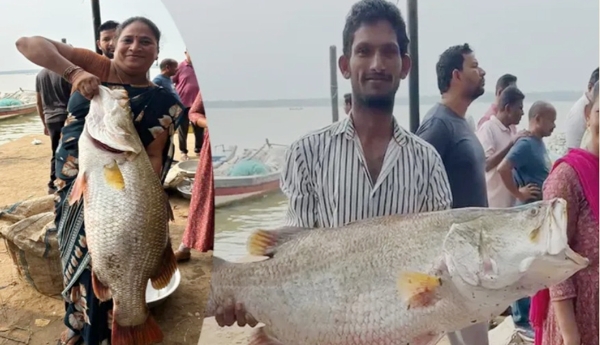 Huge Sea Bass Caught – Fetches ₹16,000