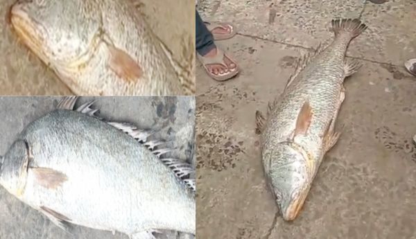Fishermen hit the jackpot the very first time after the fishing ban ended!