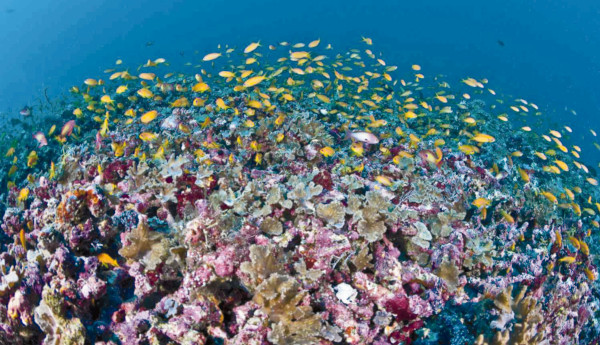 The ocean... the foundation of life and livelihood.