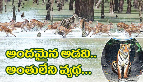 అందమైన అడవి.. అంతులేని వ్యథ…