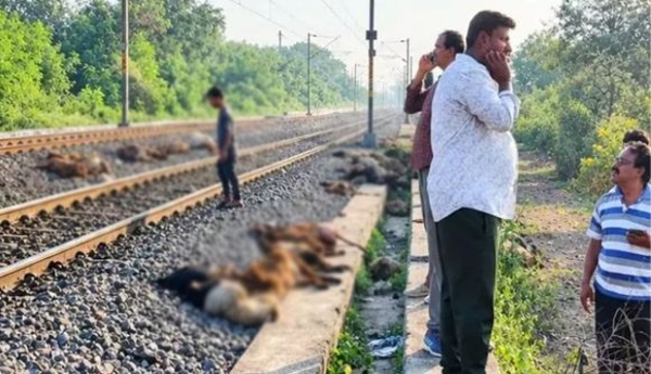 100 sheep killed after being hit by a train