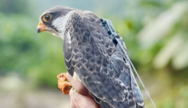 amul birds