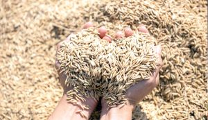 seed