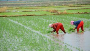 kharif