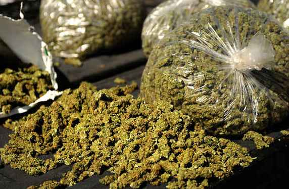 ganja
