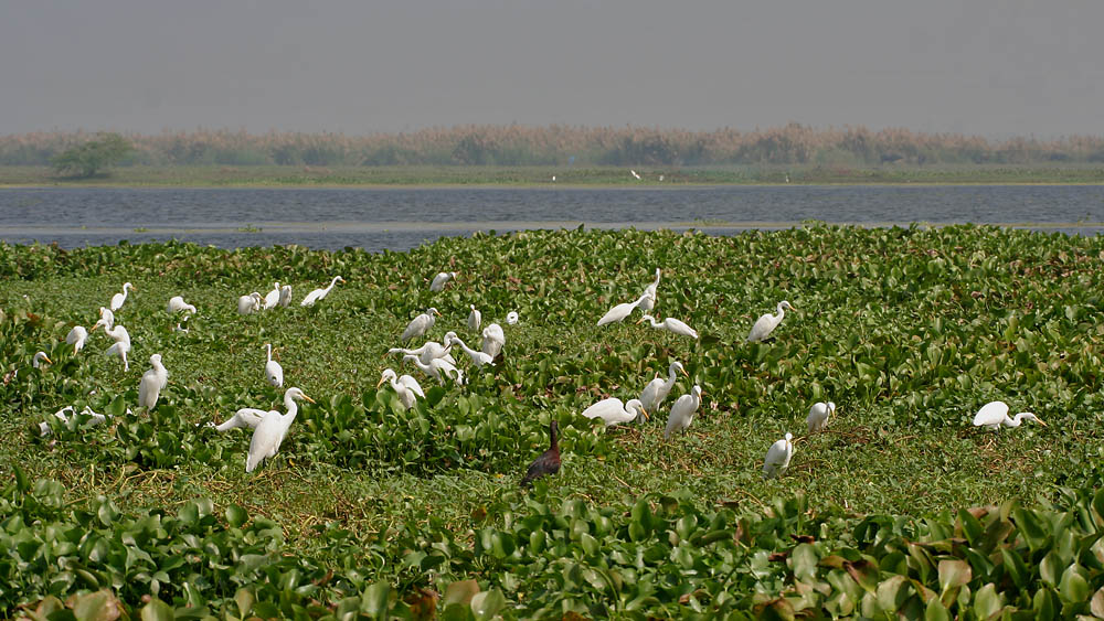 kolleru