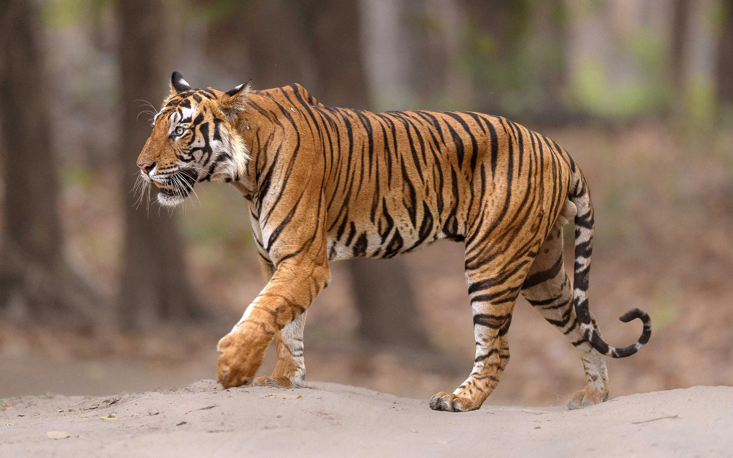 tiger
