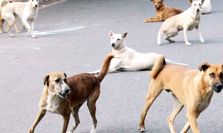 dogs
