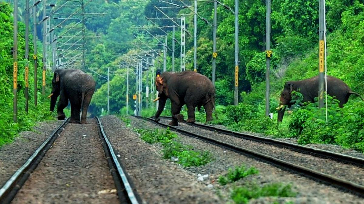 elephant
