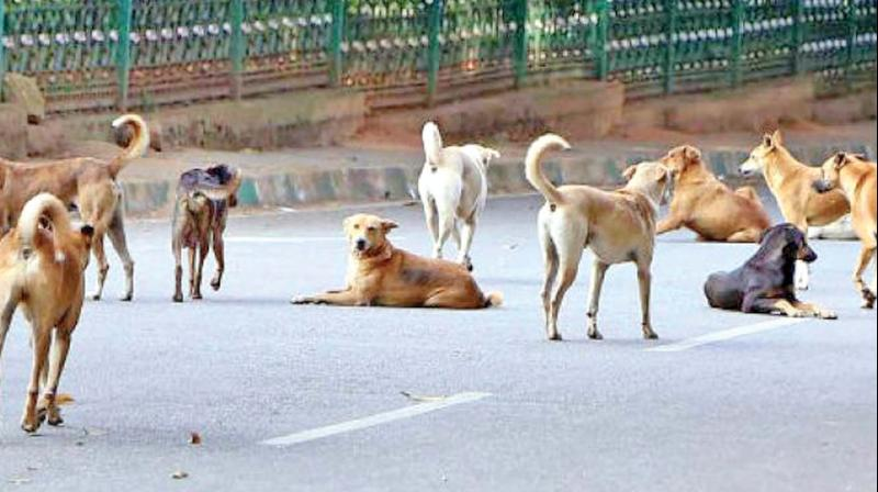 dogs
