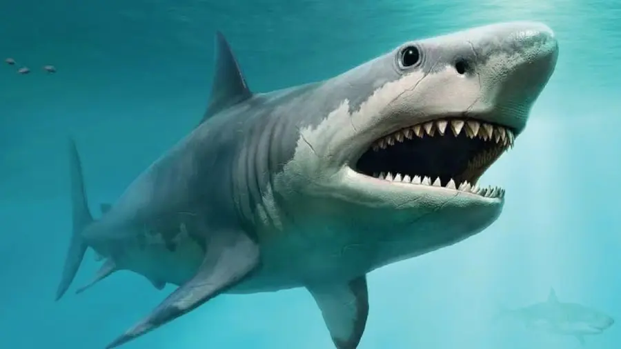 shark