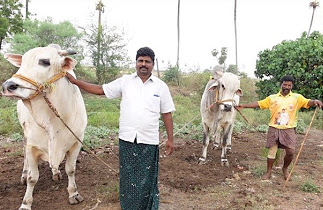 ongole