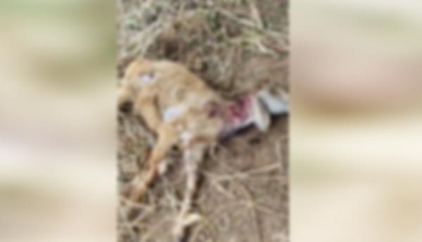Dog attack in Chenchugudi... six rams dead.
