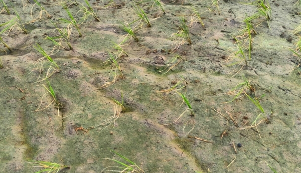 "Provide water for the crop" — Farmer; "Pay a bribe" — Water Resources Official.
