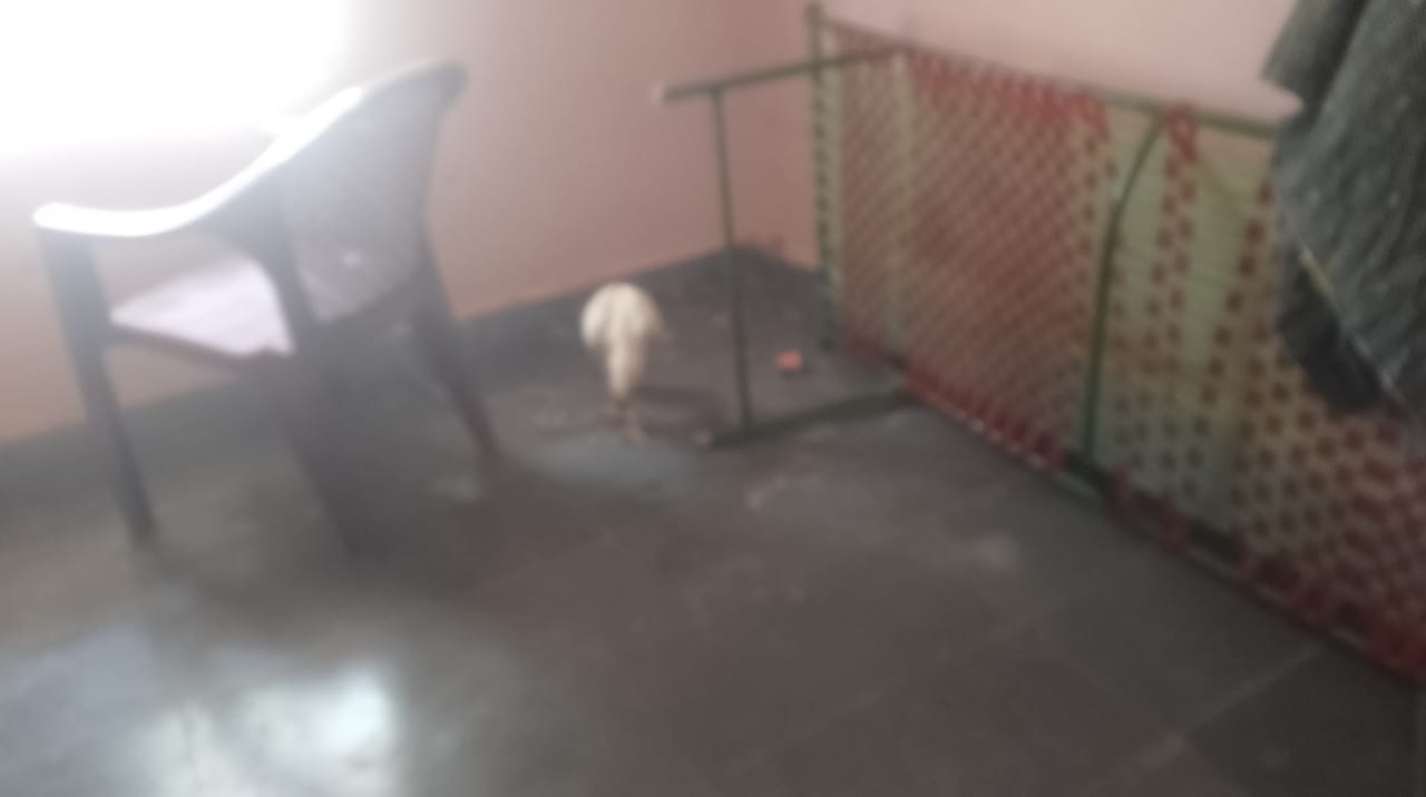 kodi