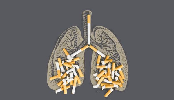 lungs
