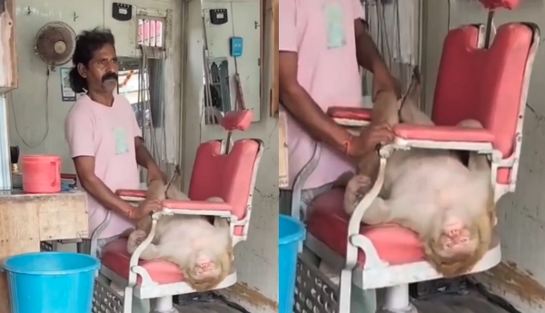 "Don't disturb... this is massage time!"