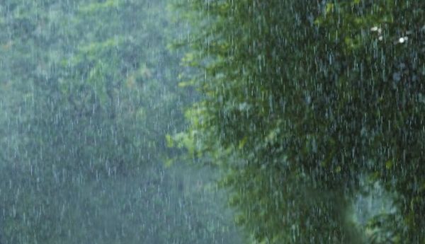 Southwest monsoon has not yet spread across Telangana trees and rain