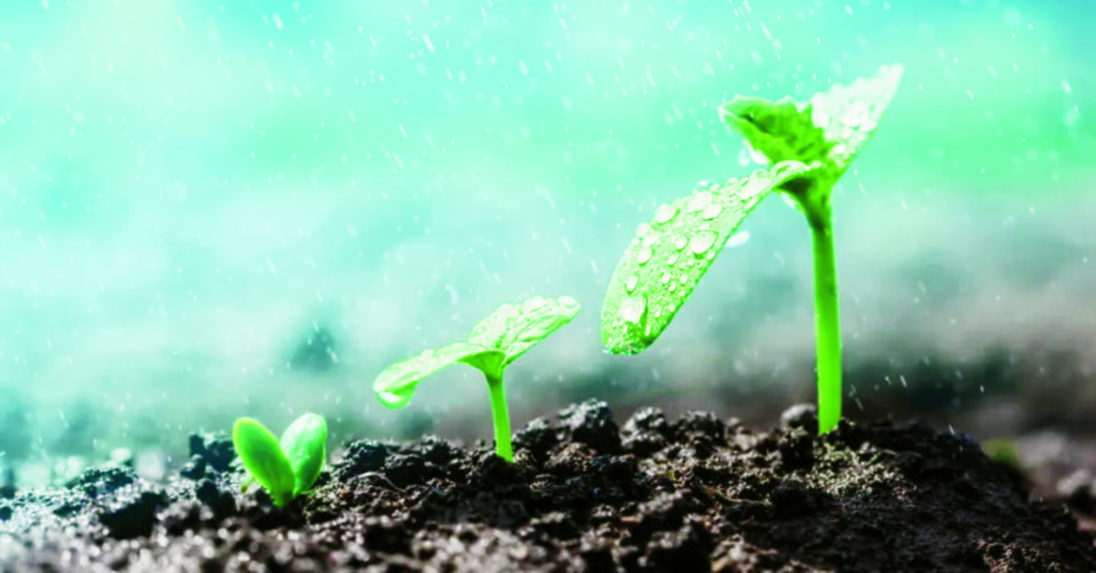 monsoon-plants