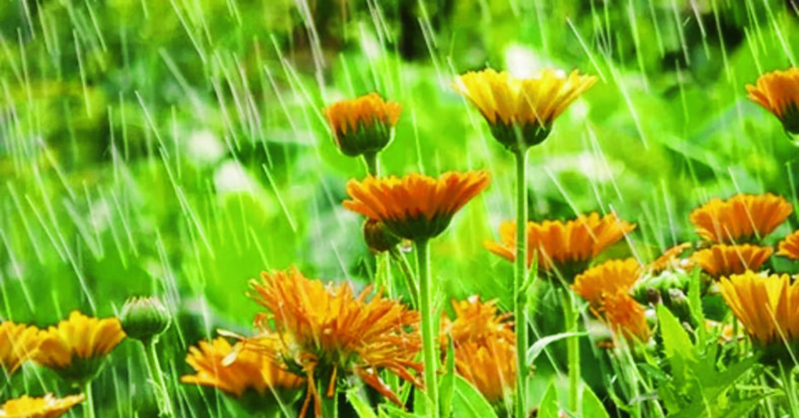 monsoon-plants
