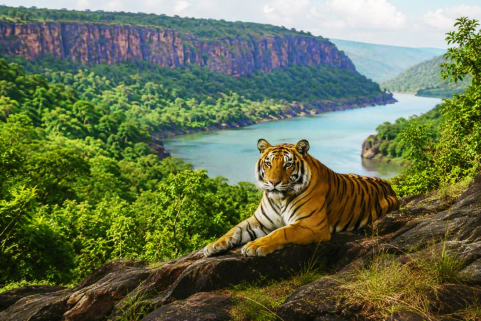 nallamala tiger