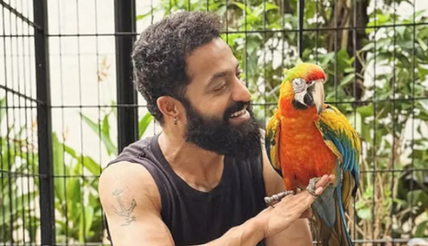 New guests in NTR's house - Post goes viral..!