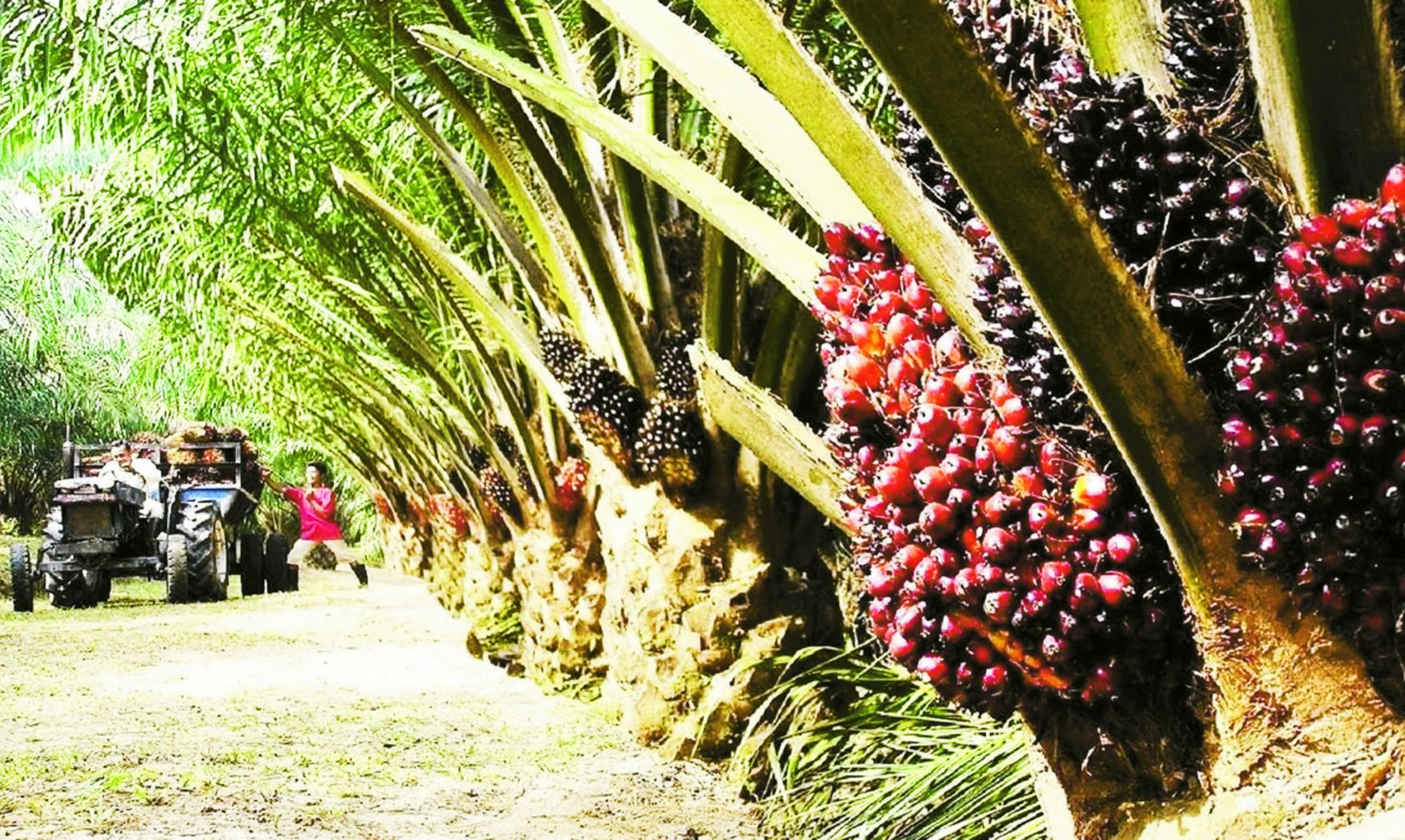oil palm.jpg