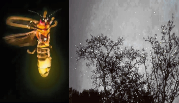 What is the secret behind these ‘natural lamps’?