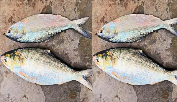 A scramble to secure the prized 'Pulusu' fish—even at the cost of selling one's wedding necklace—leads to a record price in Yanam!