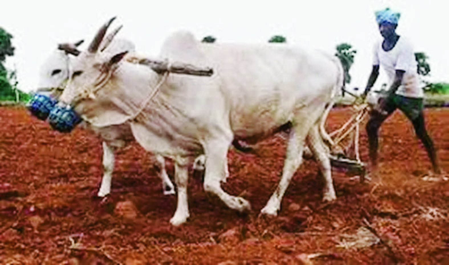 raithu