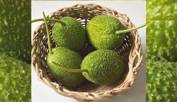 Healthy and Tasty Dishes with Spiny Gourd
