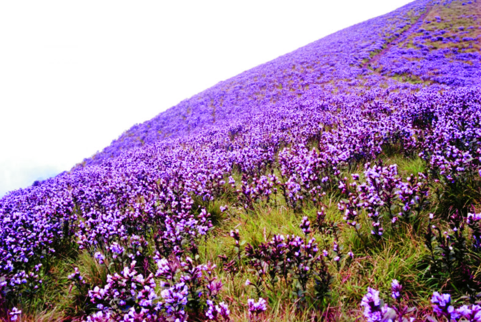 siddharthandshruti_neelakurinji_photo_diary2-1440x964.jpg