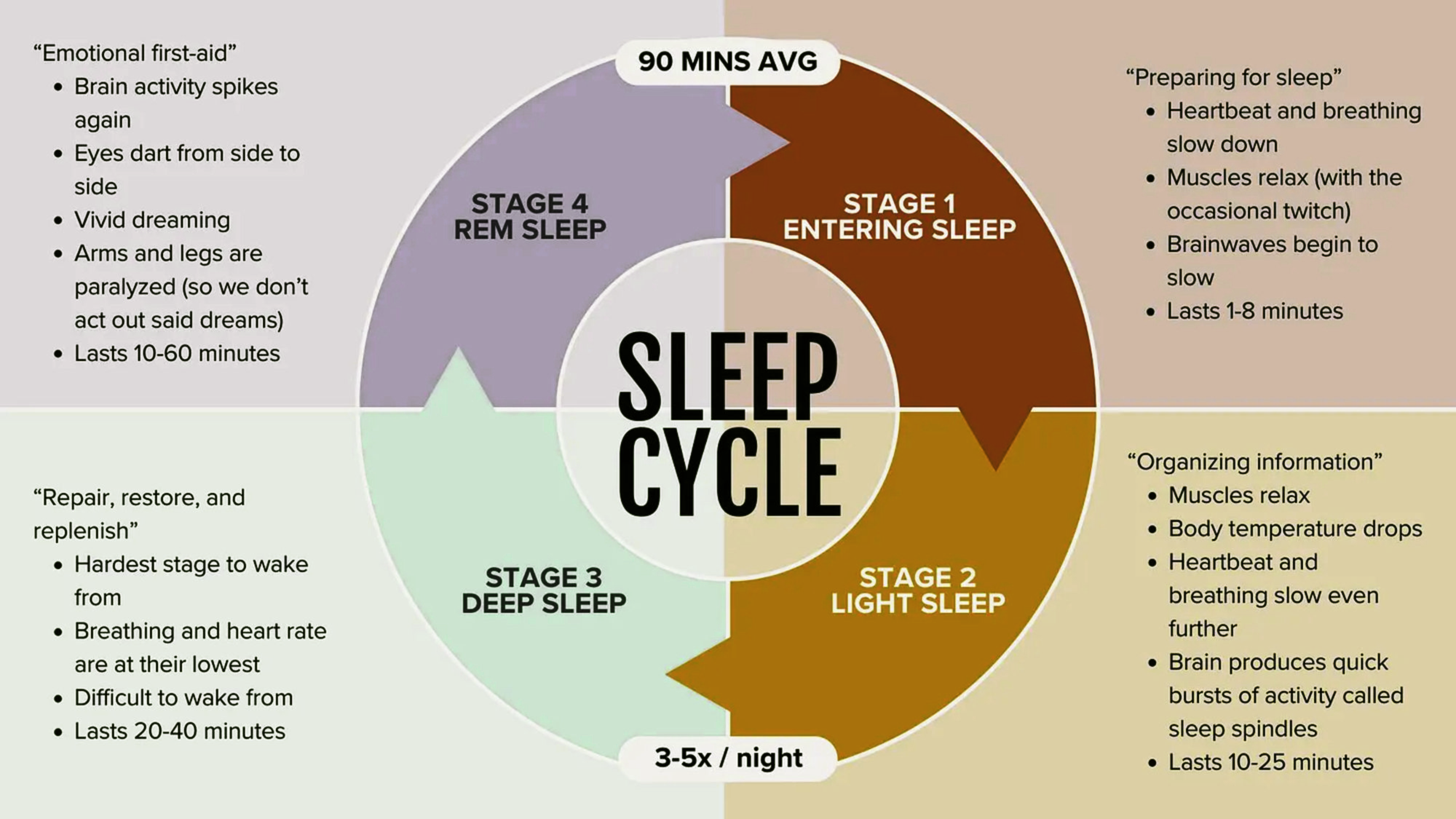 sleep cycle