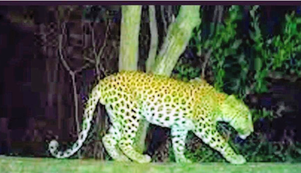 Oh my... a leopard!