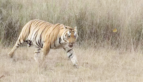 tiger