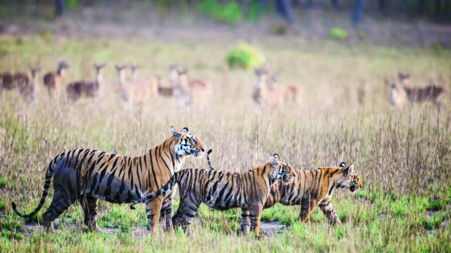 tiger 9