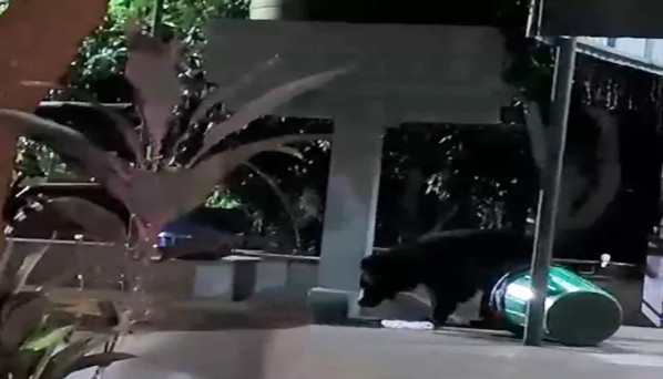 bear-in-tirumala-ghat-road