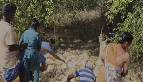 Lorry overturns... people scramble for the chickens.