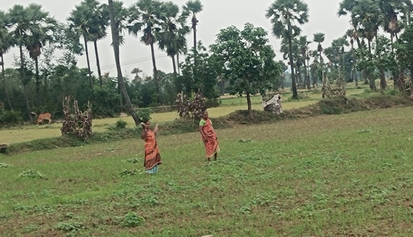 Farmers busy with weeding operations for the crops.